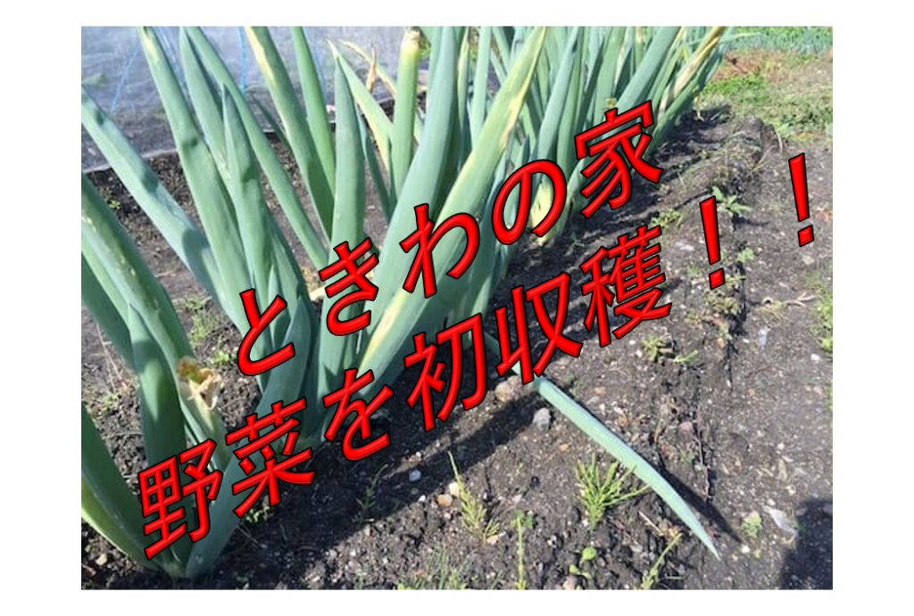 ときわの畑