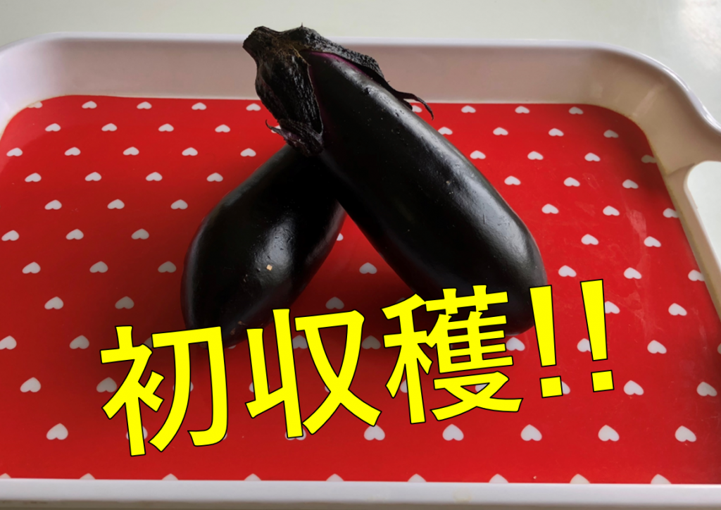 ついにこの日がやってきました♪