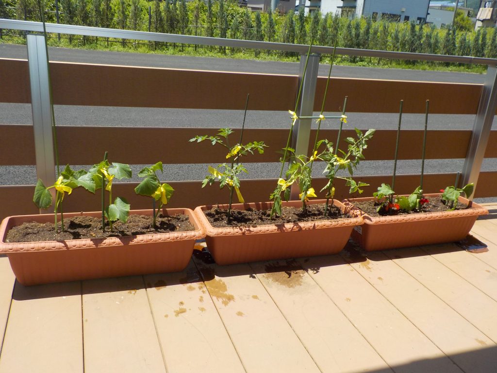 野菜の苗を植えました