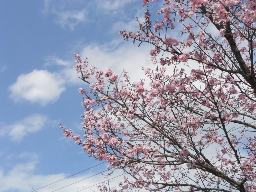 お花見