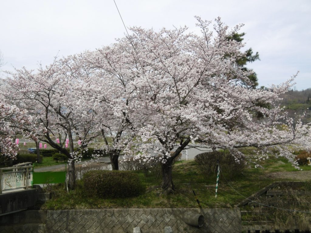 お花見をしました